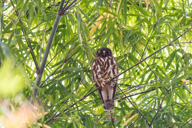 Oiseau (Northern Boobook) dans une nature sauvage