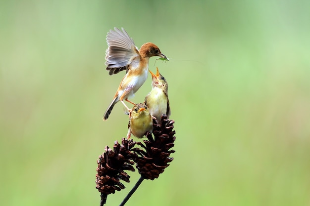 Oiseau nourrissant ses petits