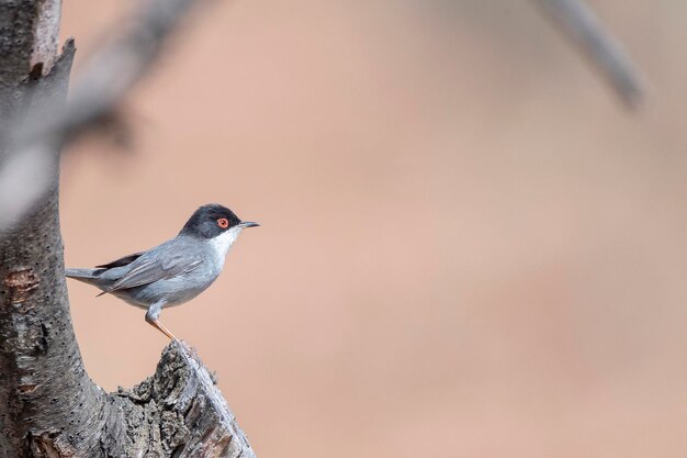 Un oiseau avec un oeil rouge et une queue noire et blanche