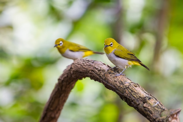 Oiseau oriental à oeil blanc, debout sur une branche