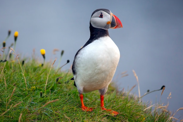 Oiseau Paffin sur l'herbe en Islande