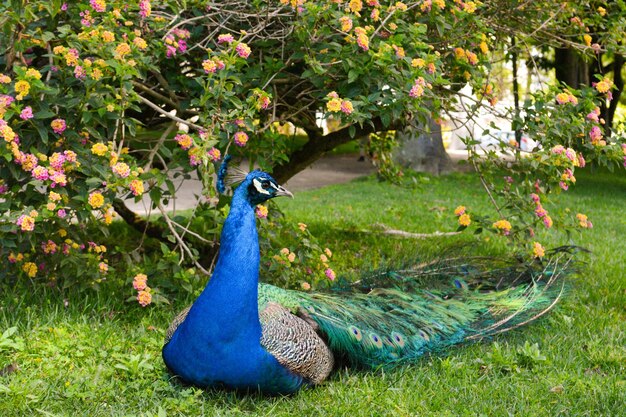 Un oiseau paon à longue queue repose sur l'herbe verte dans le parc du Palais de Cristal à Porto Portu