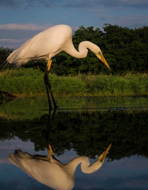 Oiseau par lac contre le ciel