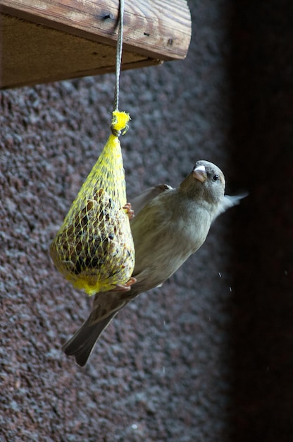 Photo un oiseau perché sur un alimentateur