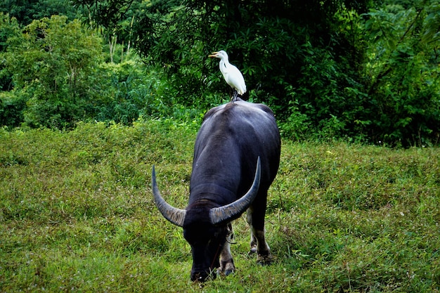 Photo un oiseau perché sur un arbre dans un champ