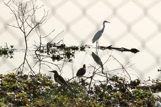 Photo un oiseau perché sur un arbre nu