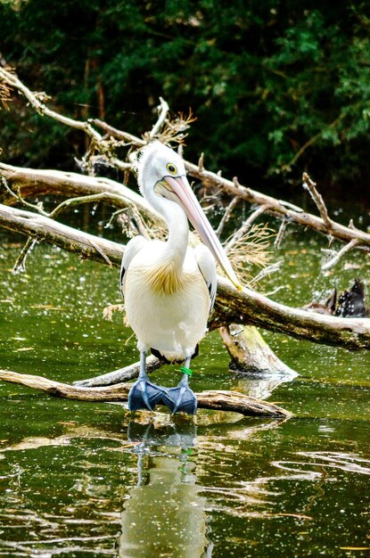 Photo un oiseau perché sur un arbre près du lac