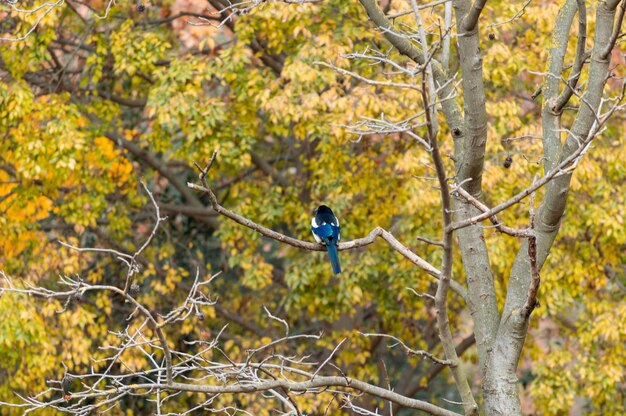 Photo un oiseau perché sur un arbre