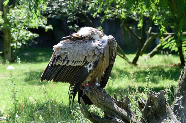 Photo un oiseau perché sur un arbre