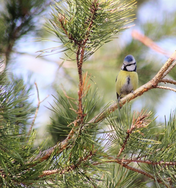 Photo un oiseau perché sur un arbre