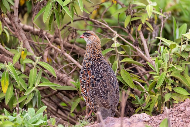 Photo un oiseau perché sur un arbre