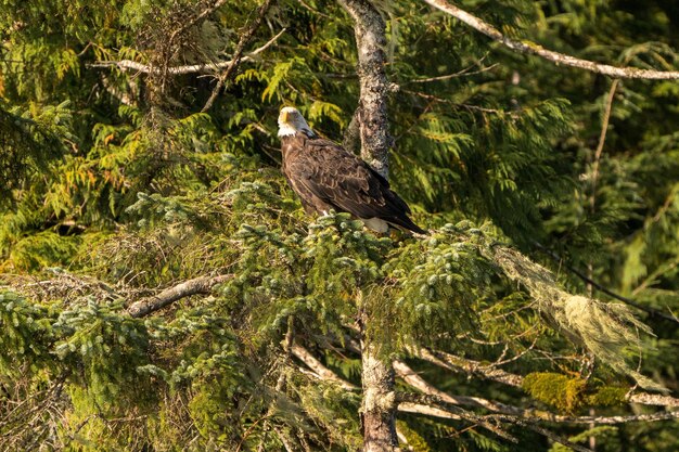 Photo un oiseau perché sur un arbre