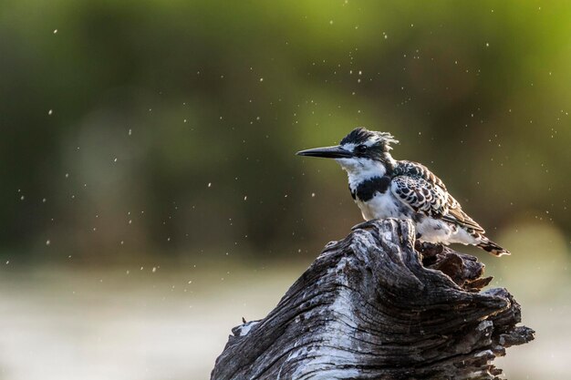 Photo un oiseau perché sur un arbre