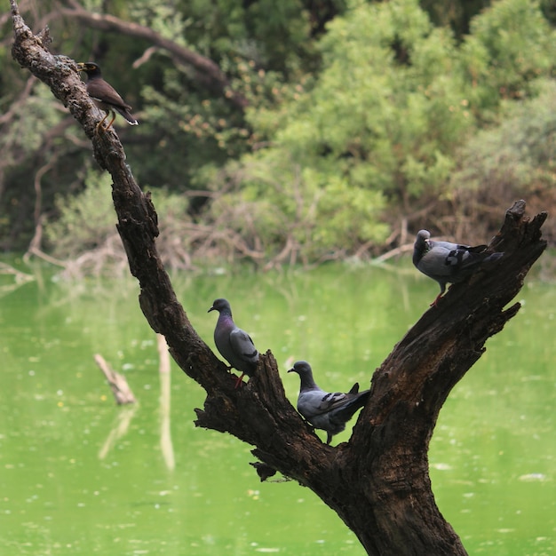 Photo un oiseau perché sur un arbre