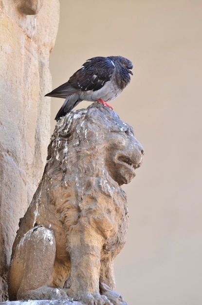 Photo un oiseau perché sur une balustrade