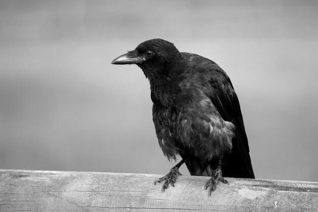 Photo un oiseau perché sur une balustrade