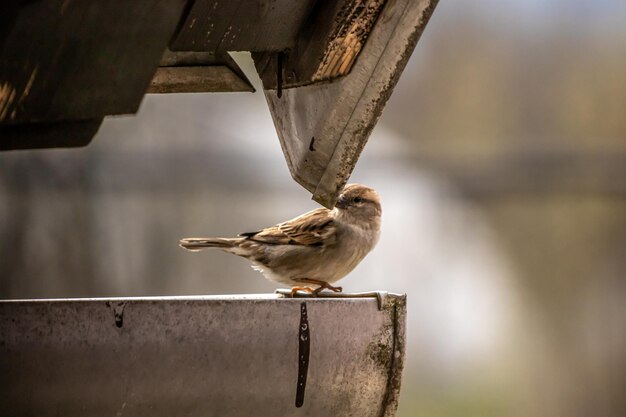 Photo un oiseau perché sur une balustrade