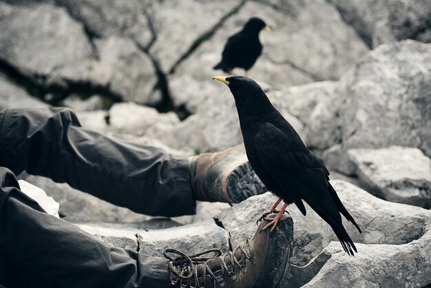 Photo un oiseau perché sur une balustrade