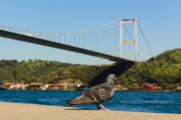 Un oiseau perché sur une balustrade