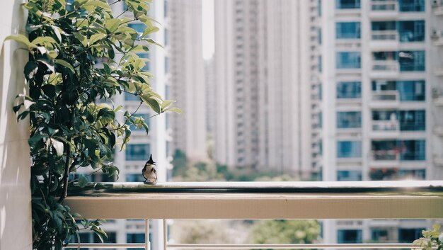 Photo un oiseau perché sur un bâtiment