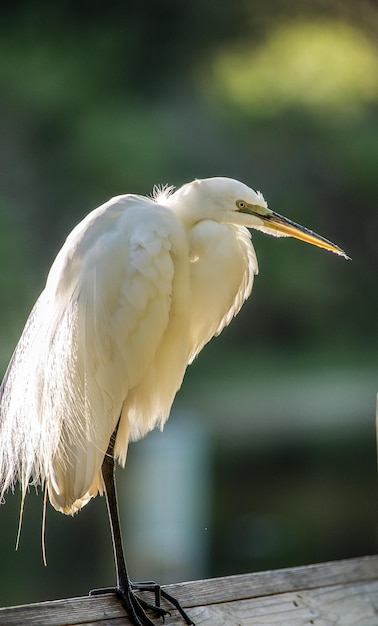 Photo un oiseau perché sur un bois