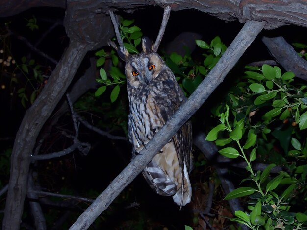 Photo un oiseau perché sur une branche