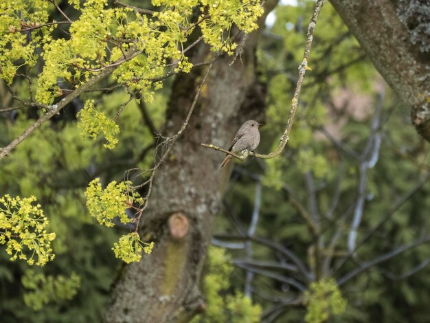 Photo un oiseau perché sur une branche