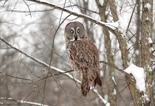 Photo un oiseau perché sur une branche