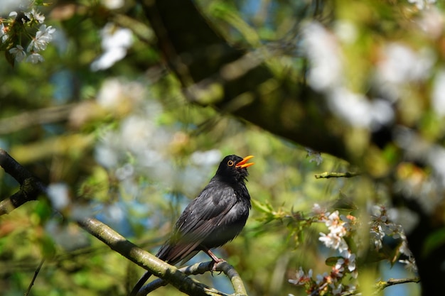 Un oiseau perché sur une branche