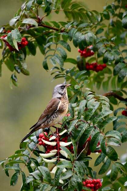 Un oiseau perché sur une branche