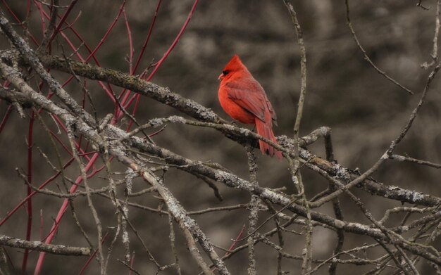 Photo un oiseau perché sur une branche