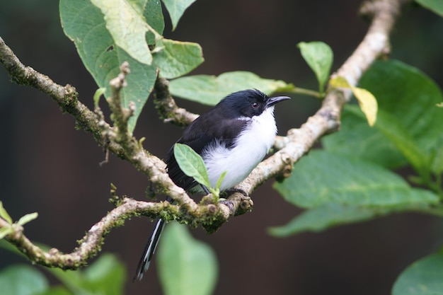 Un oiseau perché sur une branche