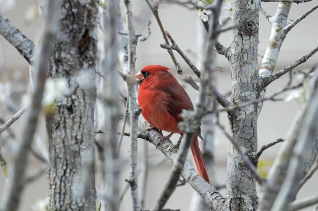 Photo un oiseau perché sur une branche