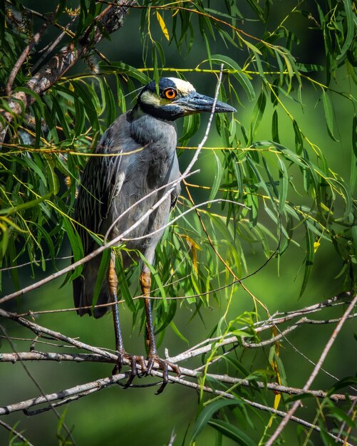 Photo un oiseau perché sur une branche