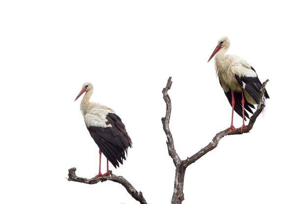 Photo un oiseau perché sur une branche