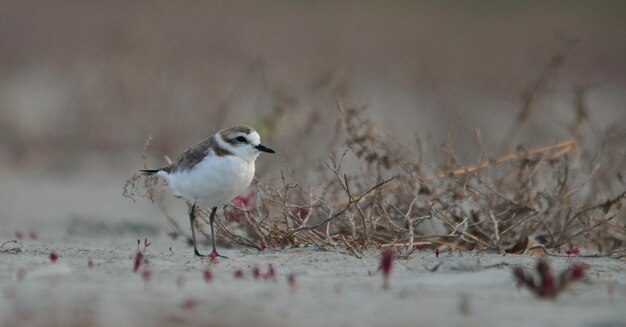 Un oiseau perché sur un champ