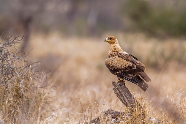 Un oiseau perché sur un champ