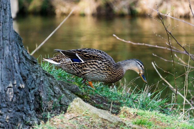 Un oiseau perché sur un champ