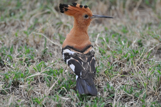 Photo un oiseau perché sur un champ