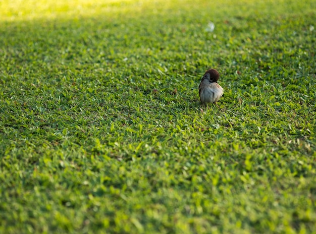 Photo un oiseau perché sur le champ