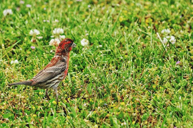 Photo un oiseau perché sur un champ