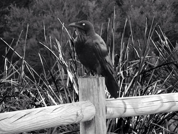 Photo un oiseau perché sur une clôture en bois