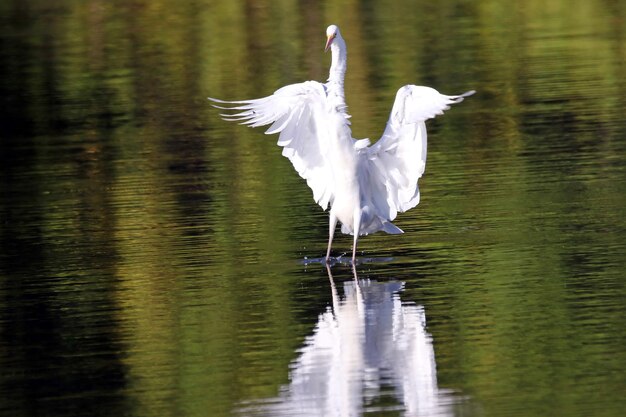 Un oiseau perché dans un lac