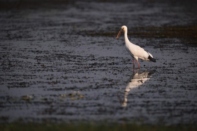 Photo un oiseau perché dans un lac