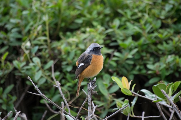 Un oiseau perché sur une feuille