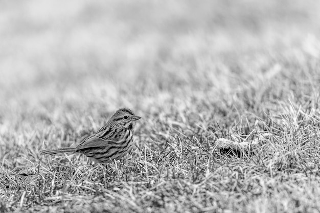 Un oiseau perché sur l'herbe