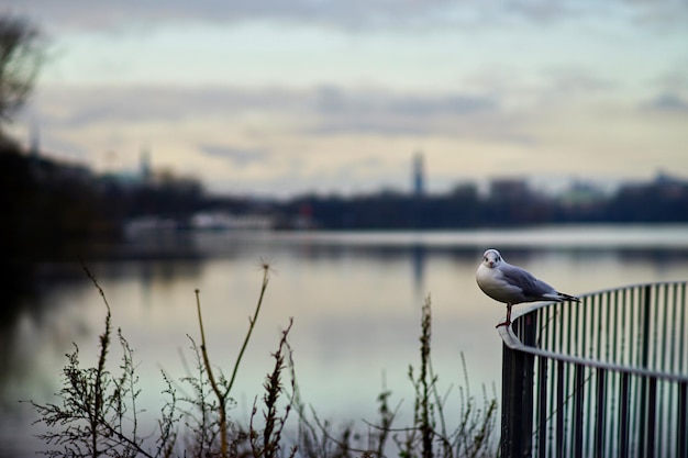 Photo un oiseau perché sur le lac contre le ciel