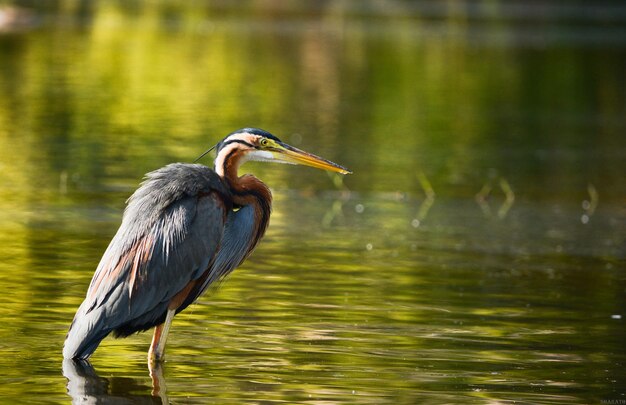 Un oiseau perché sur un lac