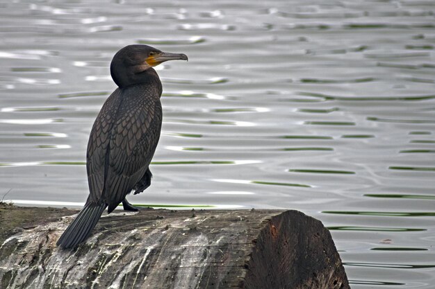 Photo un oiseau perché sur un lac