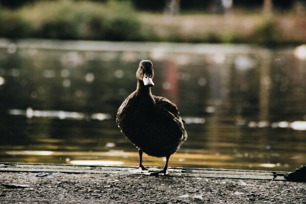 Un oiseau perché sur un lac